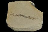 Dawn Redwood (Metasequoia) Fossil - Montana #142547-1